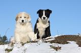 MONTAGNE DES PYRENEES & BORDER COLLIE 073